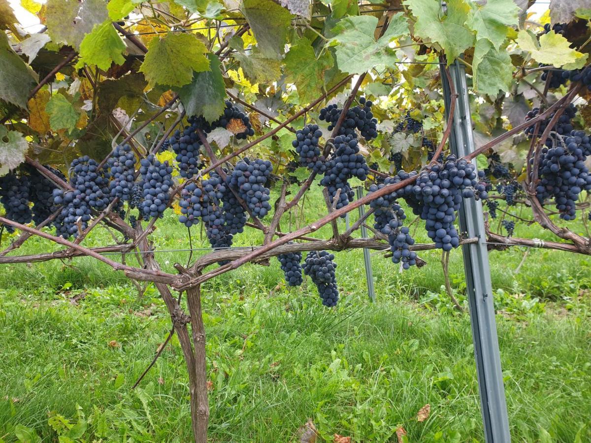 Fantastic View Vineyard Beskid Mountains Gruszow  Экстерьер фото